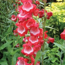 Penstemon sweet cherry for sale  IPSWICH