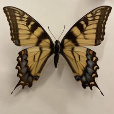 Entomologie papilio glaucus gebraucht kaufen Entomologie papilio glaucus gebraucht kaufen  Marienmünster