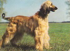 Windhund levrier afghan gebraucht kaufen Windhund levrier afghan gebraucht kaufen  Deutschland