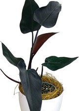 Philodendron majesty philodend d'occasion  Expédié en Belgium