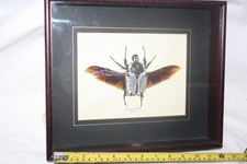 Goliathus orientalis 90mm for sale  PLYMOUTH