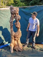 Live edge spalted for sale  Chimacum