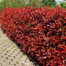 Photinia red robin for sale  NEWTOWNARDS