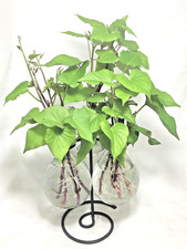 Stokes dark purple for sale  Milwaukee