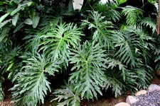 Lacy tree philodendron for sale  Canton