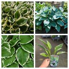 Hosta plants 9cm for sale  OLDHAM