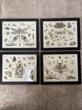 Dragonfly butterflies wall for sale  Florence