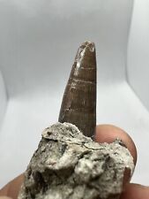 Rare crocodile tooth d'occasion  France