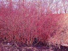 Cornus alba dogwood. for sale  MOELFRE