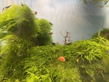 Weeping moss vesicularia for sale  Philadelphia