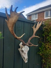 Taxidermy fallow deer for sale  BILLINGHAM