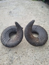 jacob ram for sale jacob ram for sale GLOUCESTER