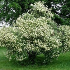 Grey dogwood live for sale  Rock Island