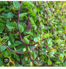 Indian bangladeshi red for sale  LONDON