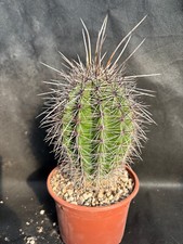 Carnegiea gigantea vivaio usato  Massafra