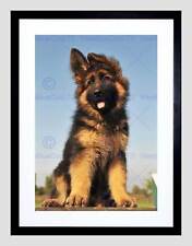 Puppy german shepherd for sale  EDINBURGH