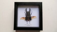 Framed giant black for sale  LINCOLN