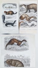 Gravures anciennes aquarellees d'occasion  Asnières-sur-Seine