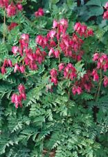 Dicentra formosa stuart gebraucht kaufen  Westerstede