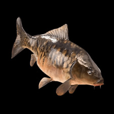 Mirror carp cyprinus for sale  HAYWARDS HEATH