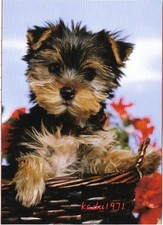 455 yorkshire terrier gebraucht kaufen  Perleberg