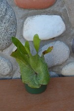 Rare platycerium philippine for sale  Roseburg
