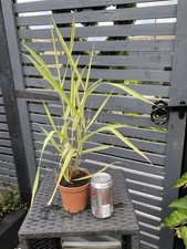 Large arundo ely for sale  PICKERING