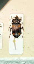 Carabidae panageini panageus usato Carabidae panageini panageus usato  Trento