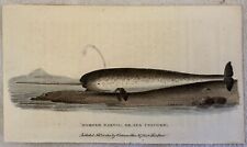 Horned narval sea usato  Foligno