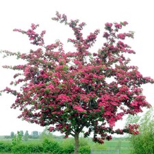 Crataegus laevigata paul for sale  SOUTHAMPTON