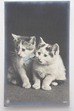 Cute kittens glass for sale  HOVE