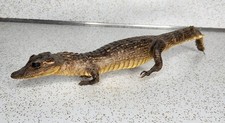 Vintage 1970s taxidermy for sale  Pandora