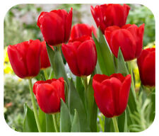 Tulip triumph red for sale  LINCOLN