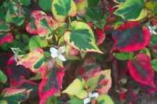 Houttuynia cordata chameleon d'occasion  Krautergersheim