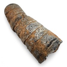 Orthoceras cephalopod natural for sale  Boise