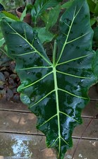 Alocasia sarian striking for sale  Reddick