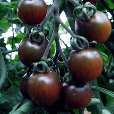 Tomato black cherry for sale  KEIGHLEY