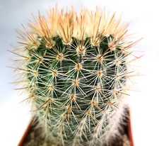 Notocactus schlosseri usato  Italia