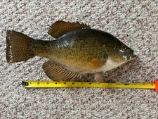 Vintage inch crappie for sale  Smiths Creek