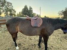 Antares english jumping for sale  Fresno