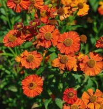 Sonnenbraut indianersommer hel gebraucht kaufen  Bad Zwischenahn