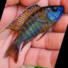 Blue regal peacock for sale  Hollywood