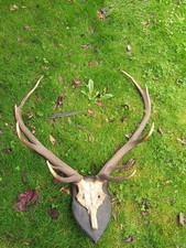 Geweih trophäe gebraucht kaufen  Falkensee