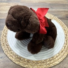 Aurora chocolate lab for sale  Warwick