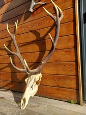Superb red stag for sale  POOLE