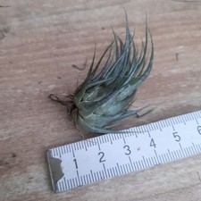 Rarität tillandsia kautzkyi gebraucht kaufen  Lichtentanne