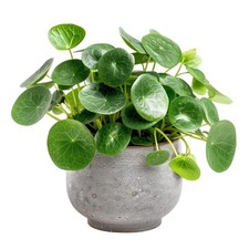 Pilea peperomioides 8.5cm for sale  ANTRIM