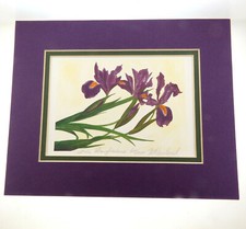 Iris wild flower for sale  Los Angeles