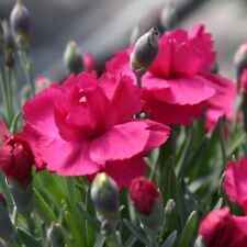 Dianthus plug plants for sale  LONDON