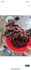 Lombrics compost eisenia d'occasion  Vailly-sur-Aisne
